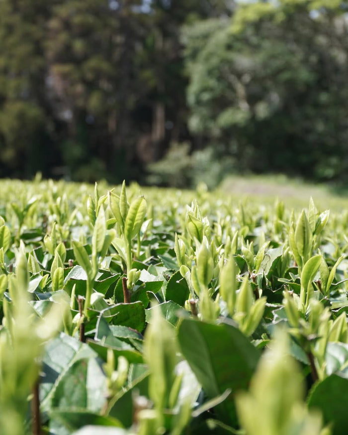 #0897.K2 Iba Yu Tea Garden: Tanegashima Single Cultivar Sencha - Yutaka Midori (micro batch, limited)