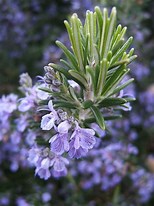 Rosemary, Rosemarinus officinalis TexasArp Hills Hardy, Texas