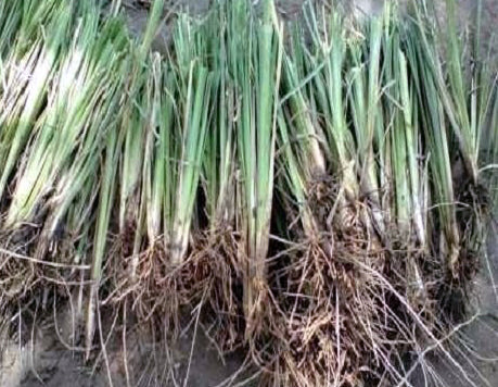 Ruh Khus Root (Vetiveria ziazaniodes )