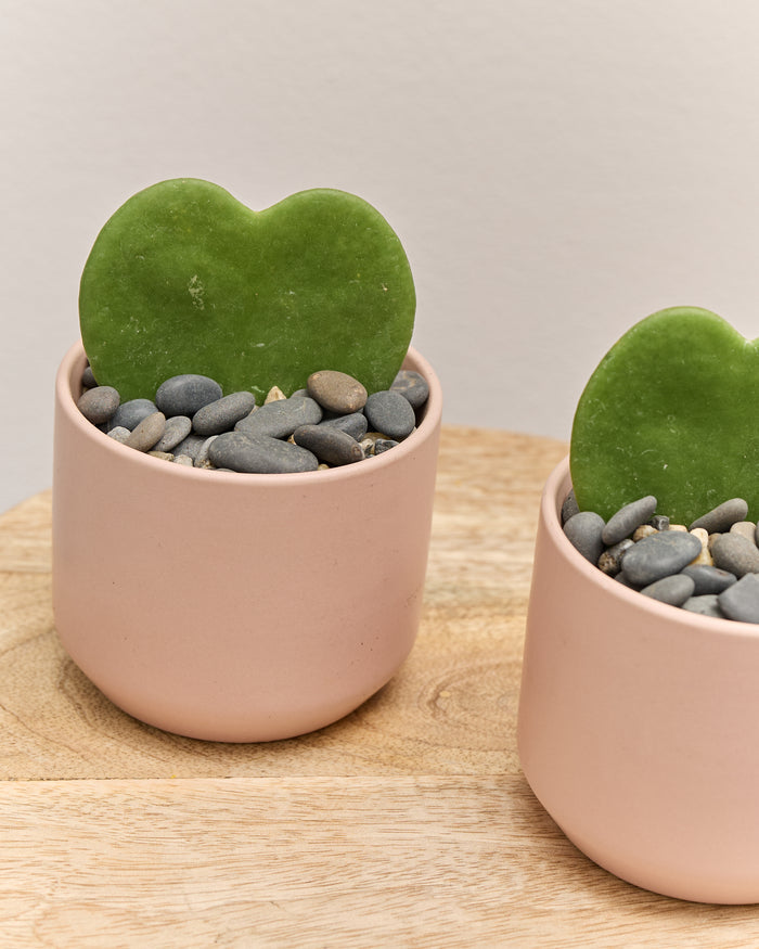 *SOLD OUT* Hoya Heart with Pot