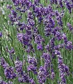 Buena Vista English Lavender