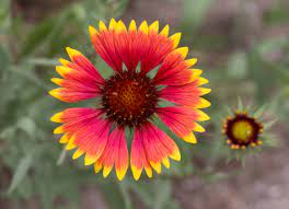 Firewheel Texas Wildflower (Gaillardia aristate, pulcella)