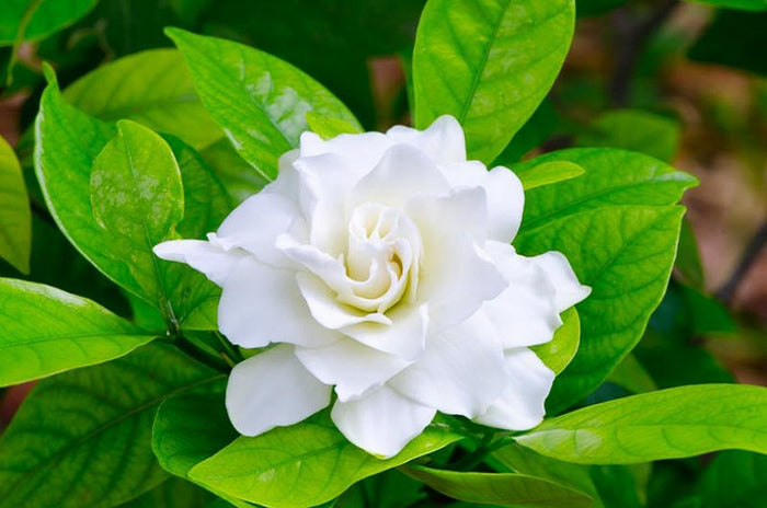 Gardenia Natural Perfume