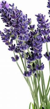 Lavender Grosso, intermedia
