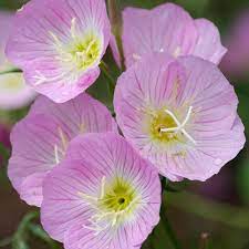 Pink Prairie Primrose Texas Wildflower (Onethera species)