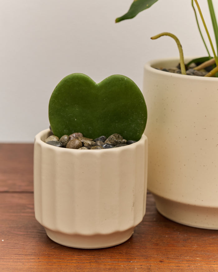*SOLD OUT* Vday Plant Combo