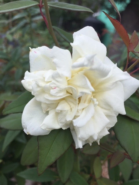 White Rose, Floribunda, Flower Essence